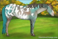 Horse Color:Black Pearl Appaloosa