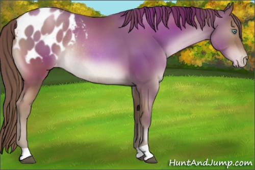 Horse Color:Black Pearl Appaloosa Rabicano 