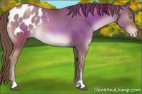 Horse Color:Black Pearl Appaloosa Rabicano 