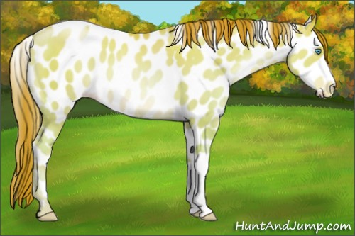 Horse Color:Chocolate Sable Champagne Pearl Dun Appaloosa 