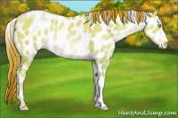 Horse Color:Chocolate Sable Champagne Pearl Dun Leopard