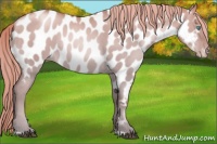 Horse Color:Red Dun Pearl Appaloosa Rabicano 
