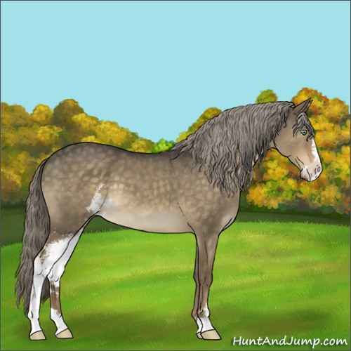 Horse Color:Chocolate Palomino Dun Mushroom Sabino 