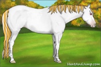 Horse Color:Painted White Spotted Silver Sable Champagne Chinchilla Tobiano 