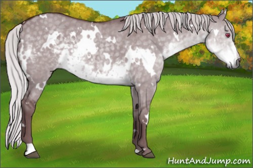 Horse Color:White Spotted Chocolate Silver Smoky Grullo Chinchilla