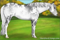 Horse Color:White Spotted Silver Blue Onyx Chinchilla Rabicano 