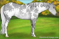 Horse Color:White Spotted Silver Grullo Chinchilla Rabicano 