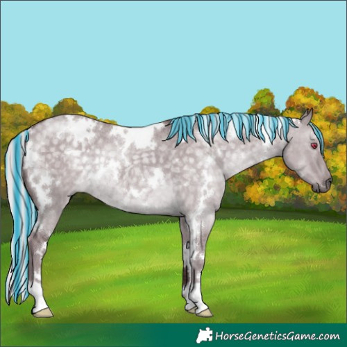 Horse Color:Painted White Spotted Chocolate Silver Grullo Chinchilla Rabicano