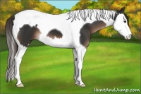 Horse Color:Liver Chestnut Splash Tobiano 