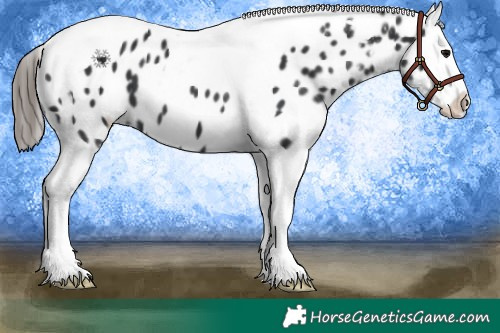Horse Color:Black Splash Tobiano Appaloosa