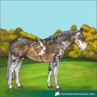 Horse Color:Silver Buckskin Sabino 