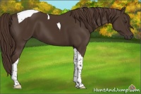 Horse Color:Liver Chestnut Tobiano 