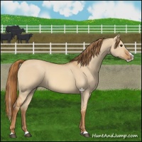 Horse Color:Red Dun Splash 