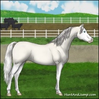 Horse Color:Cremello Dun Splash 