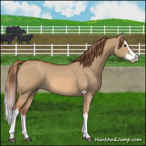 Horse Color:Red Dun Splash 