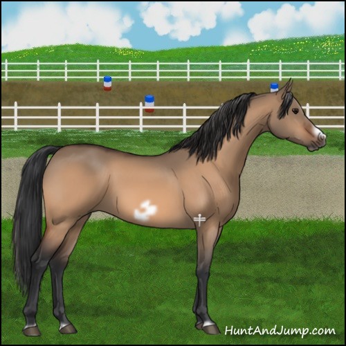 Horse Color:Bay Dun Splash Frame