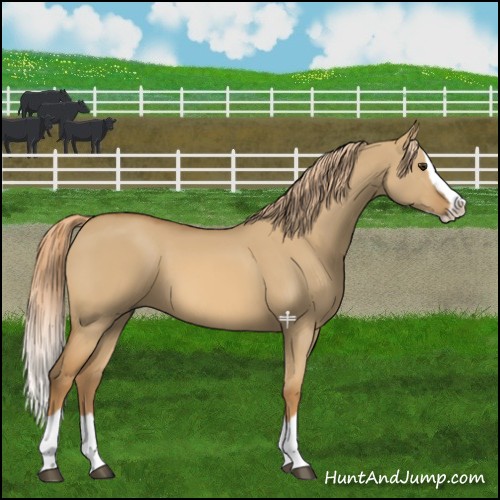 Horse Color:Red Dun Splash 