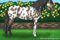 Horse Color:Liver Red Dun Appaloosa Rabicano