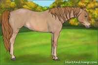 Horse Color:Red Roan 