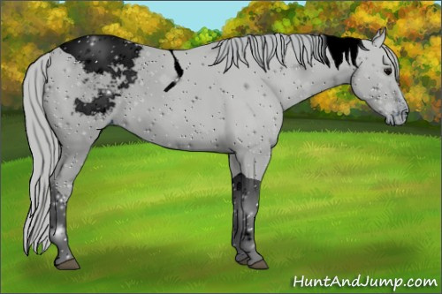 Horse Color:ERROR: UNKNOWN ANOMALY