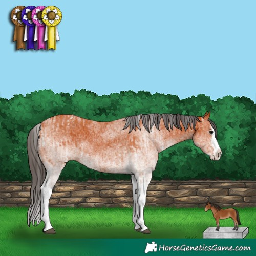 Horse Color:White Spotted Bay Splash  and White Spotted Bay Splash 