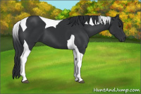 Horse Color:Black Tobiano 