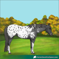 Horse Color:Black Tobiano Appaloosa 