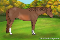 Horse Color:Chestnut Tobiano