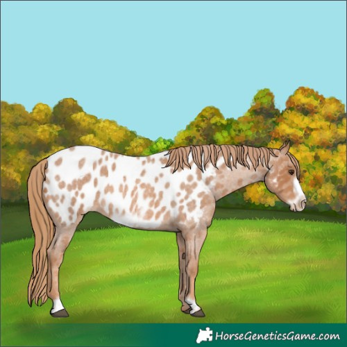 Horse Color:Red Roan Frame Appaloosa 