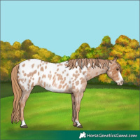 Horse Color:Red Roan Frame Appaloosa 