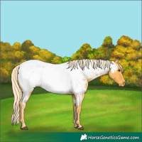 Horse Color:Palomino Roan Appaloosa