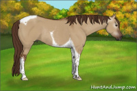 Horse Color:Gray Red Dun Tobiano Rabicano