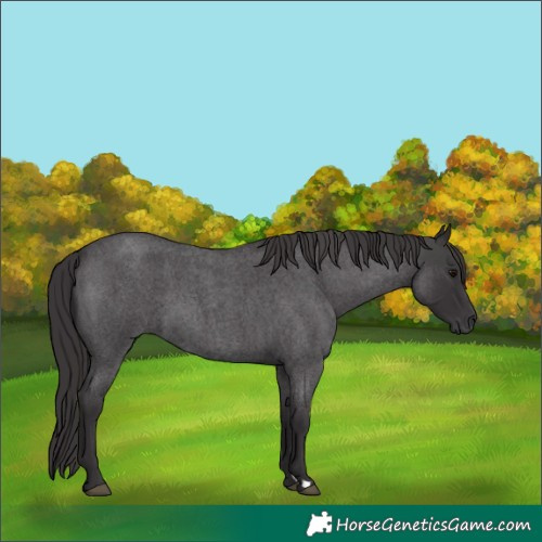 Horse Color:Smoky Blue Roan 
