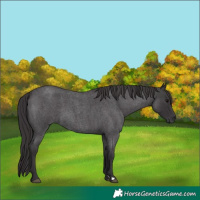Horse Color:Smoky Blue Roan