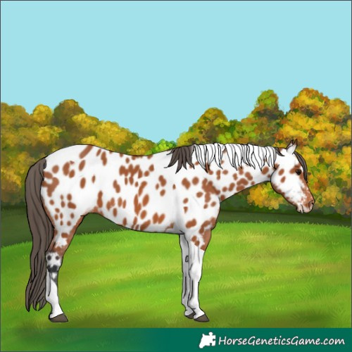 Horse Color:Bay Tobiano Appaloosa 