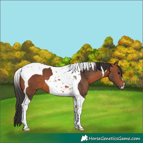 Horse Color:Bay Tobiano 