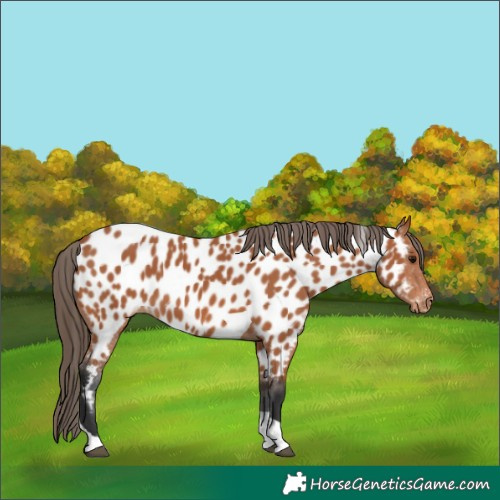 Horse Color:Bay Tobiano Appaloosa 