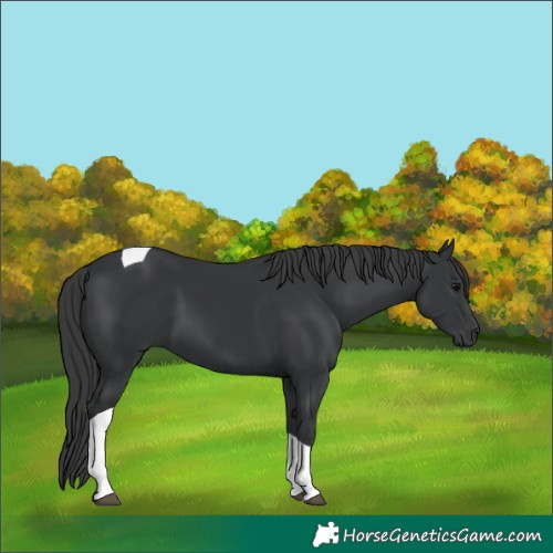 Horse Color:Black Tobiano 