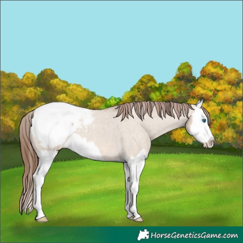 Horse Color:Red Dun Roan Splash Appaloosa 