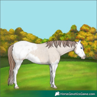 Horse Color:Red Dun Roan Splash Appaloosa 