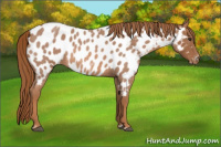Horse Color:Red Roan Frame Appaloosa 