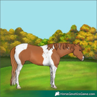 Horse Color:Chestnut Tobiano 