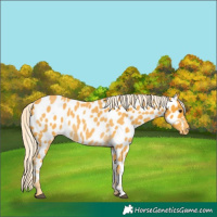 Horse Color:Palomino Roan Appaloosa 