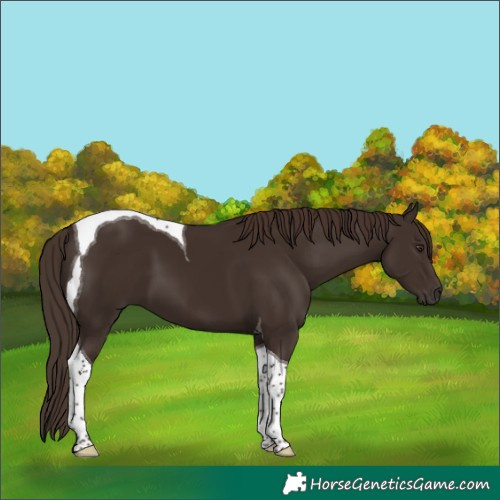 Horse Color:Liver Chestnut Tobiano 