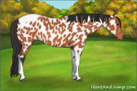 Horse Color:Bay Tobiano Near Leopard 