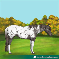 Horse Color:Liver Chestnut Tobiano Appaloosa 