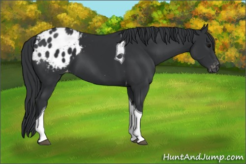 Horse Color:Black Tobiano Appaloosa 