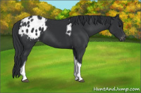 Horse Color:Black Tobiano Appaloosa 