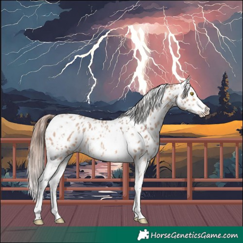 Horse Color:Amber Champagne Sabino Tobiano Appaloosa  and Amber Champagne Sabino Splash Tobiano Appaloosa 