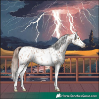 Horse Color:Amber Champagne Sabino Tobiano Appaloosa  and Amber Champagne Sabino Splash Tobiano Appaloosa 